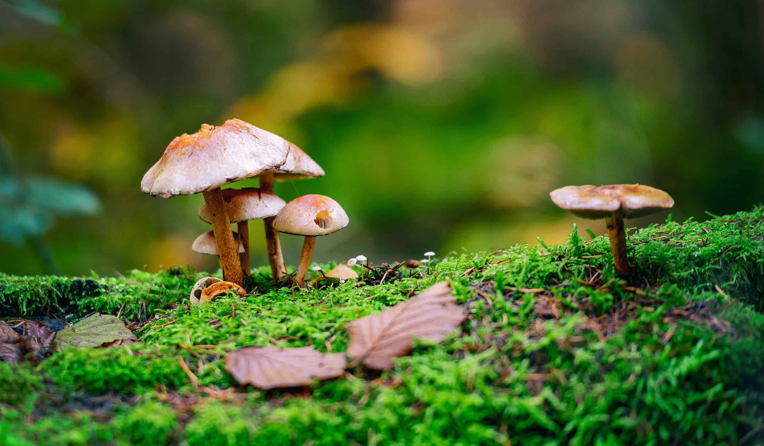 mushroom in forest